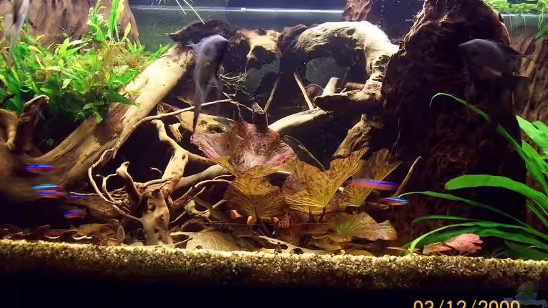 Dekoration im Aquarium Südamerika von Heiko Bischof (16)