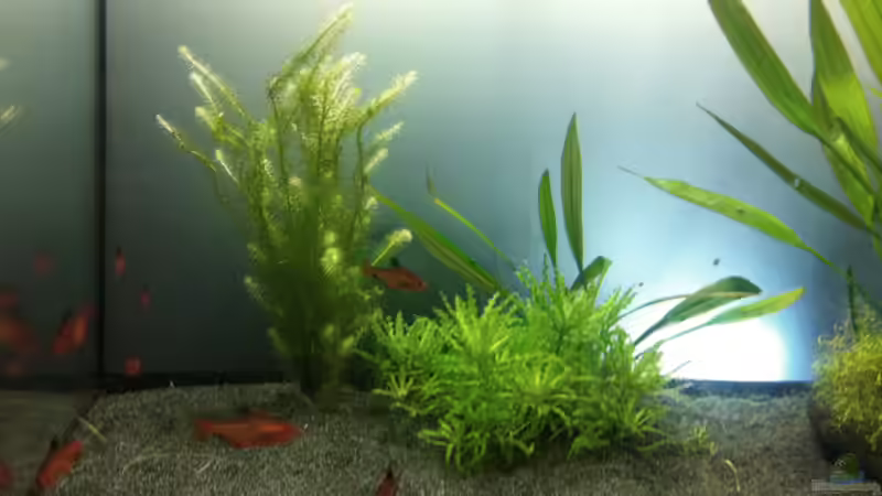 Dekoration im Aquarium Südamerika von vanHouten (3)