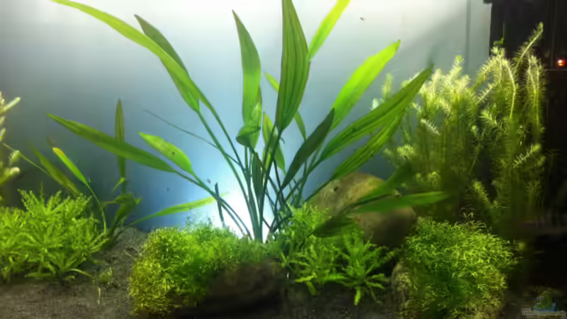 Dekoration im Aquarium Südamerika von vanHouten (4)