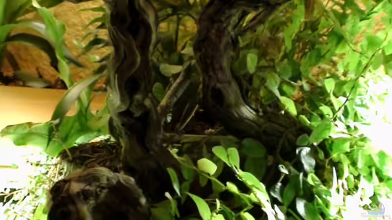 Dekoration im Aquarium Südamerika-WG von Fat Tony (14)