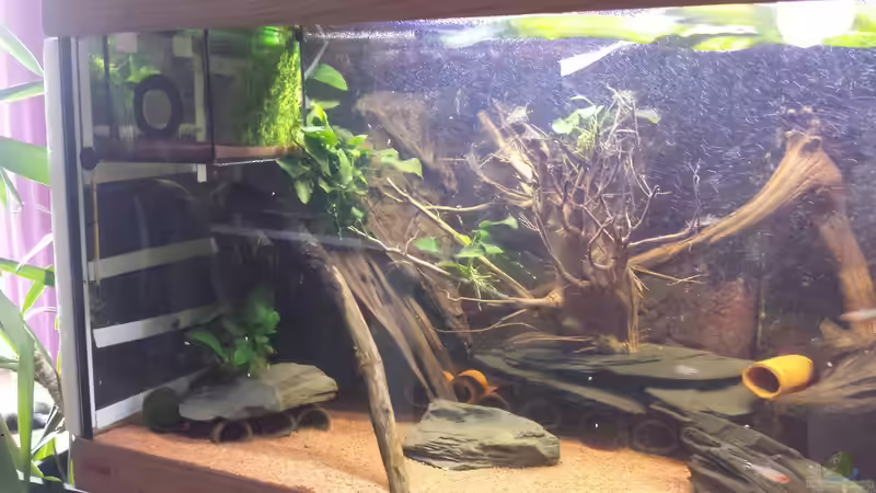 Dekoration im Aquarium Südamerika Zebra Gesellschaftsbeken von Fischflüsterer (7)