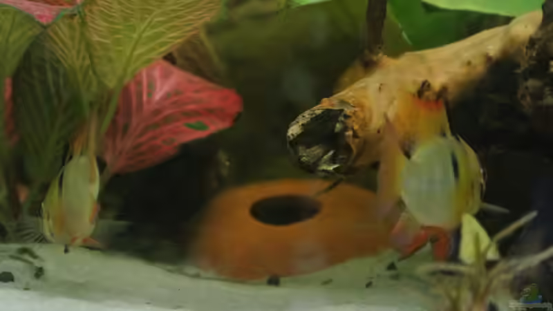 Dekoration im Aquarium Südamerika Zwergbuntbarsche von Alsi (58)