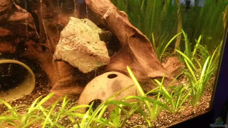 Dekoration im Aquarium Südamerikabecken von ~Danny~ (14)