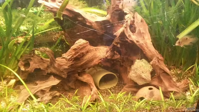 Dekoration im Aquarium Südamerikabecken von ~Danny~ (15)