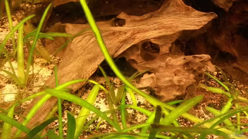 Dekoration im Aquarium Südamerikabecken von ~Danny~ (16)