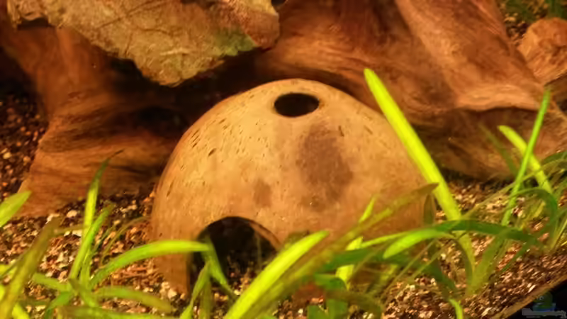 Dekoration im Aquarium Südamerikabecken von ~Danny~ (17)