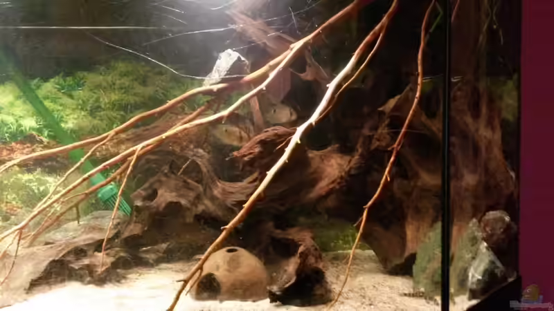 Dekoration im Aquarium Südamerikabecken von ~Danny~ (18)