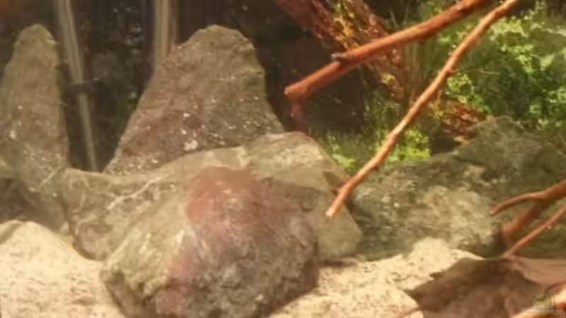 Dekoration im Aquarium Südamerikabecken von ~Danny~ (19)