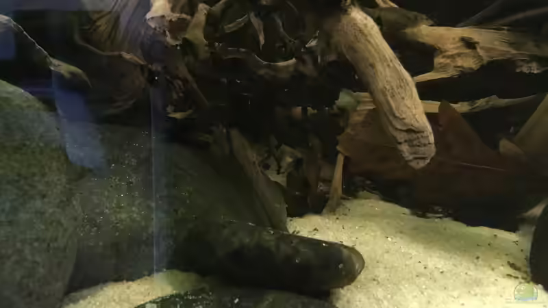 Dekoration im Aquarium Südamerikapfütze 3.0 von Jemafa (6)