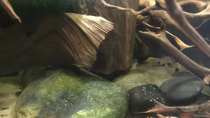 Dekoration im Aquarium Südamerikapfütze 3.0 von Jemafa (7)