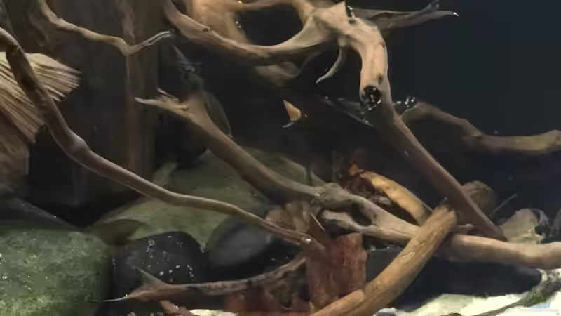 Dekoration im Aquarium Südamerikapfütze 3.0 von Jemafa (8)