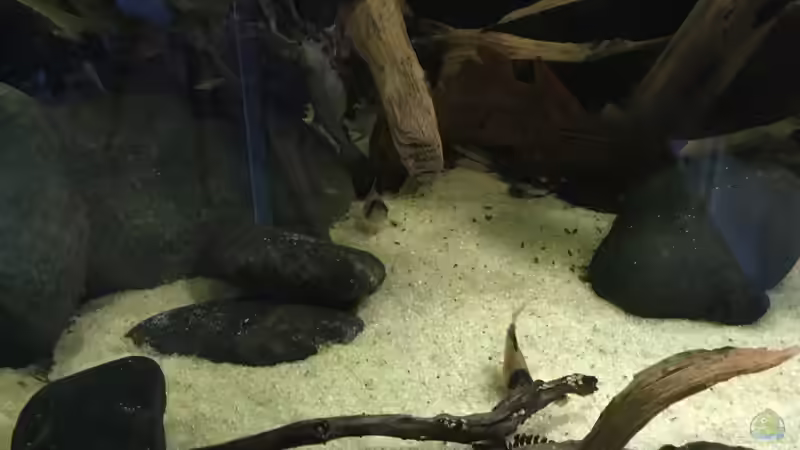 Dekoration im Aquarium Südamerikapfütze 3.0 von Jemafa (9)