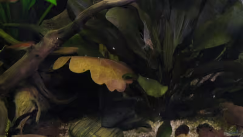 Dekoration im Aquarium Südamerikapfütze (existiert nicht mehr) von Jemafa (18)