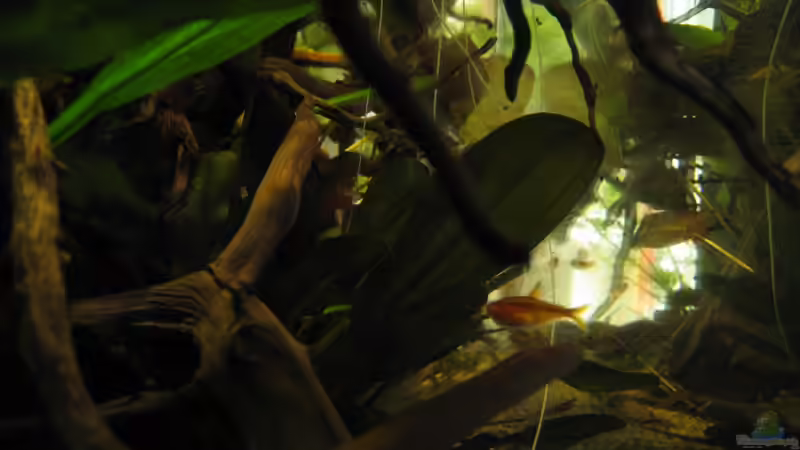 Dekoration im Aquarium Südamerikapfütze (existiert nicht mehr) von Jemafa (22)