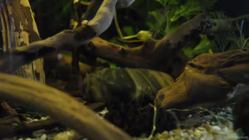 Dekoration im Aquarium Südamerikapfütze (existiert nicht mehr) von Jemafa (23)