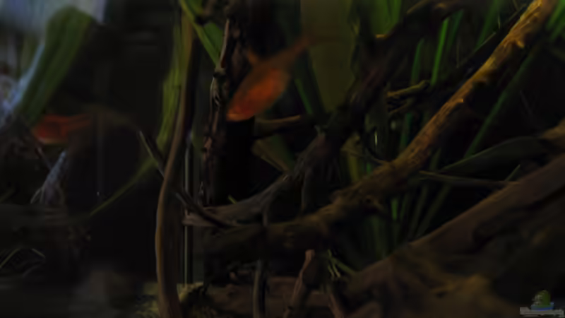 Dekoration im Aquarium Südamerikapfütze (existiert nicht mehr) von Jemafa (24)