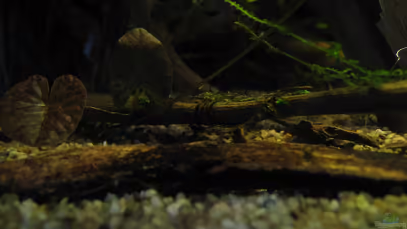 Dekoration im Aquarium Südamerikapfütze (existiert nicht mehr) von Jemafa (25)