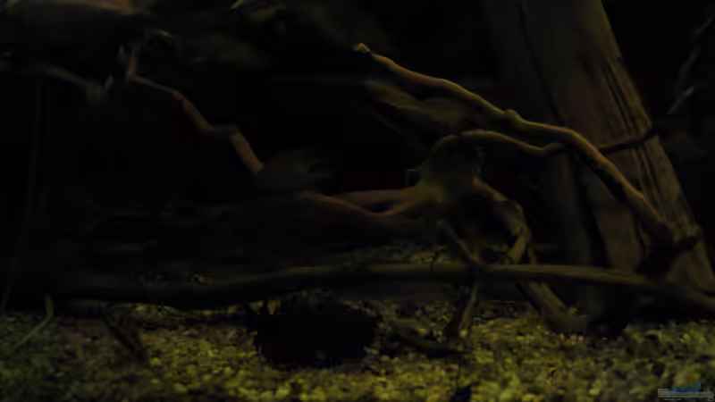 Dekoration im Aquarium Südamerikapfütze (existiert nicht mehr) von Jemafa (26)