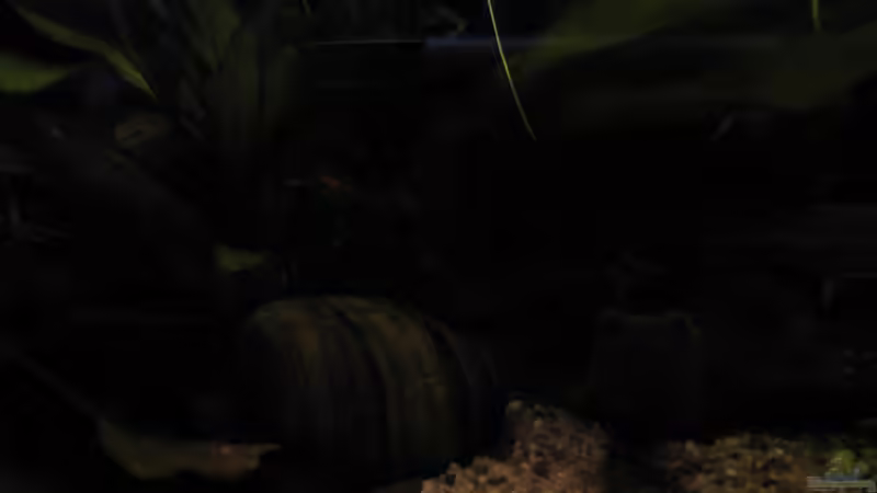 Dekoration im Aquarium Südamerikapfütze (existiert nicht mehr) von Jemafa (28)