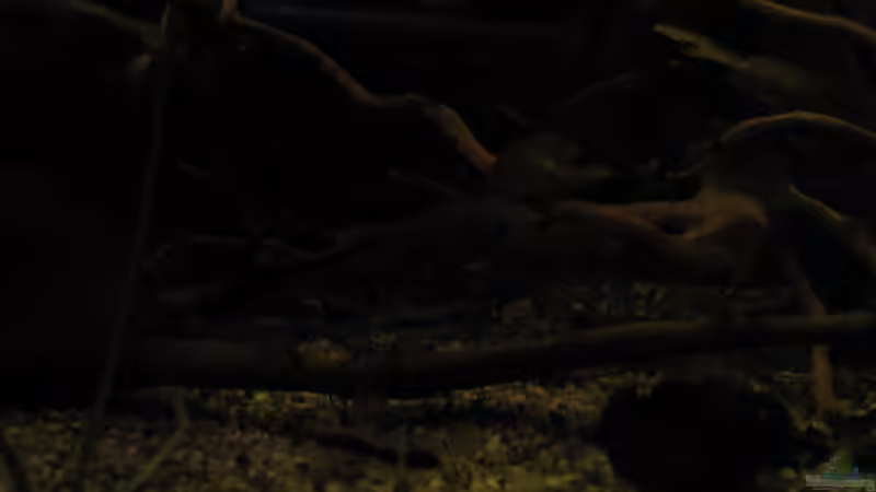 Dekoration im Aquarium Südamerikapfütze (existiert nicht mehr) von Jemafa (29)