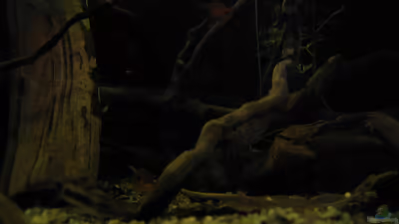 Dekoration im Aquarium Südamerikapfütze (existiert nicht mehr) von Jemafa (31)