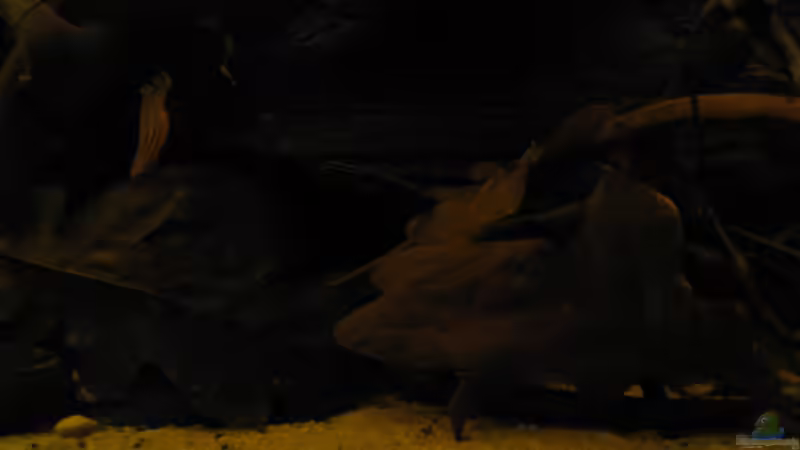 Dekoration im Aquarium Südamerikapfütze II von Jemafa (20)