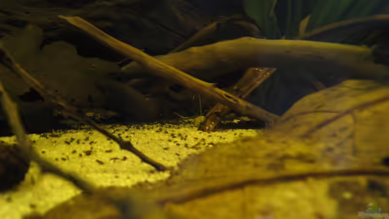 Dekoration im Aquarium Südamerikapfütze II von Jemafa (22)