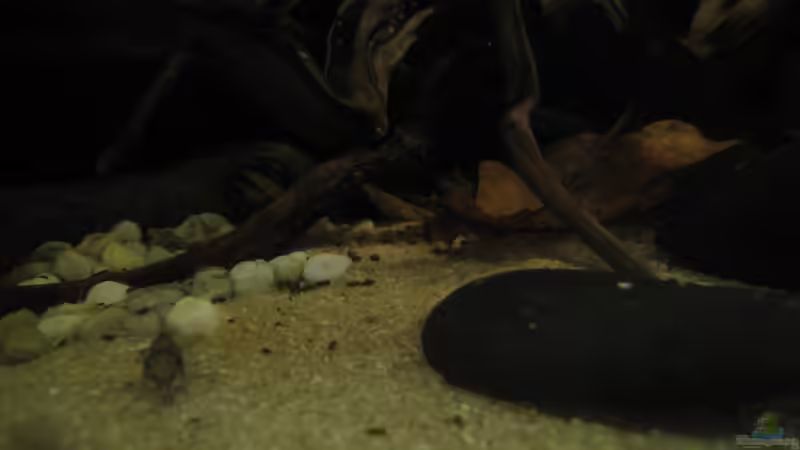 Dekoration im Aquarium Südamerikapfütze II von Jemafa (29)