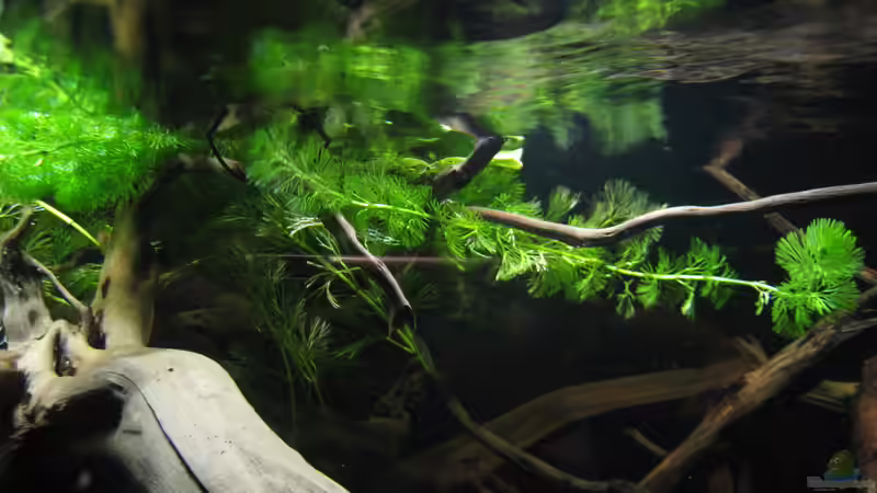 Dekoration im Aquarium Südamerikapfütze II von Jemafa (31)