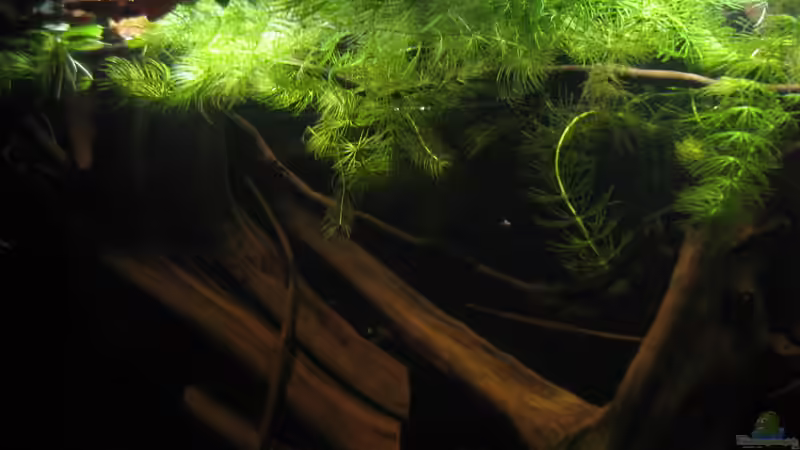 Dekoration im Aquarium Südamerikapfütze II von Jemafa (32)