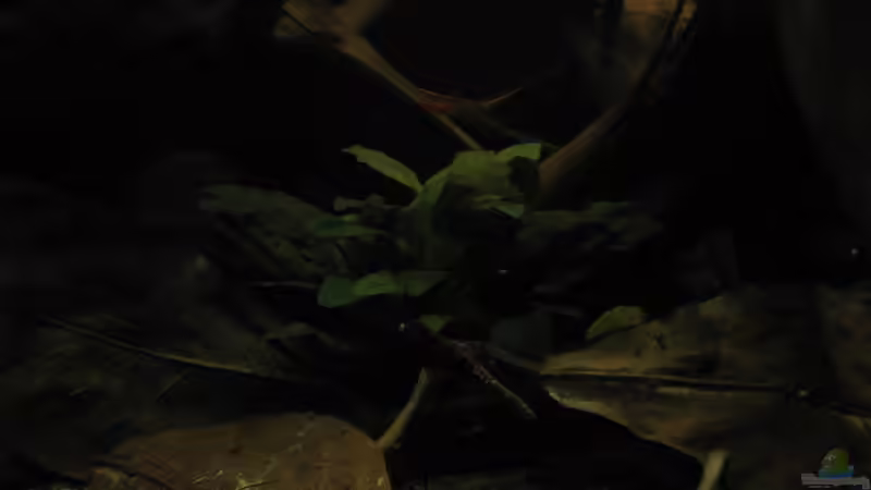 Dekoration im Aquarium Südamerikapfütze II von Jemafa (33)