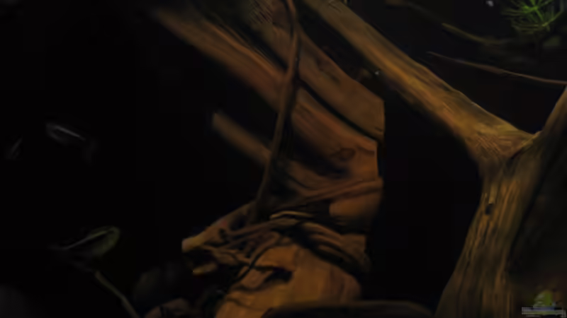 Dekoration im Aquarium Südamerikapfütze II von Jemafa (34)