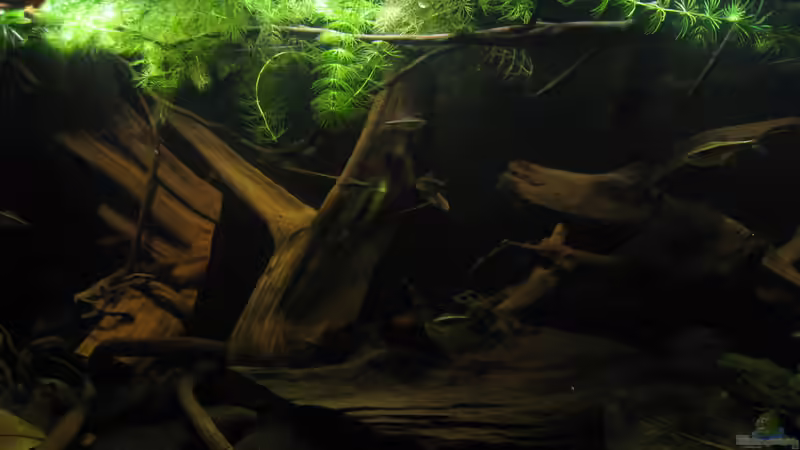 Dekoration im Aquarium Südamerikapfütze II von Jemafa (35)