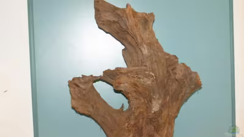 Dekoration im Aquarium Südtirols Amazonas von Paul Kerschbaumer (10)