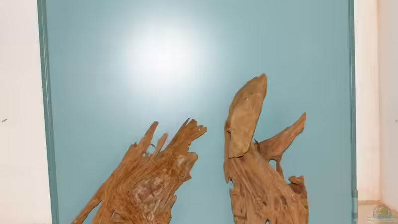 Dekoration im Aquarium Südtirols Amazonas von Paul Kerschbaumer (11)