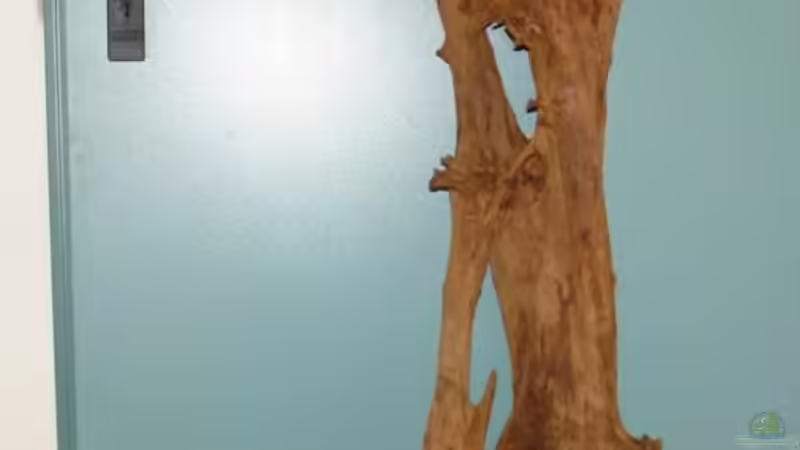 Dekoration im Aquarium Südtirols Amazonas von Paul Kerschbaumer (8)