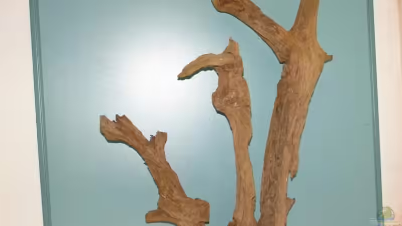 Dekoration im Aquarium Südtirols Amazonas von Paul Kerschbaumer (9)