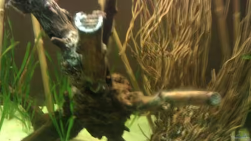 Dekoration im Aquarium Sumatrabecken von Xia (6)