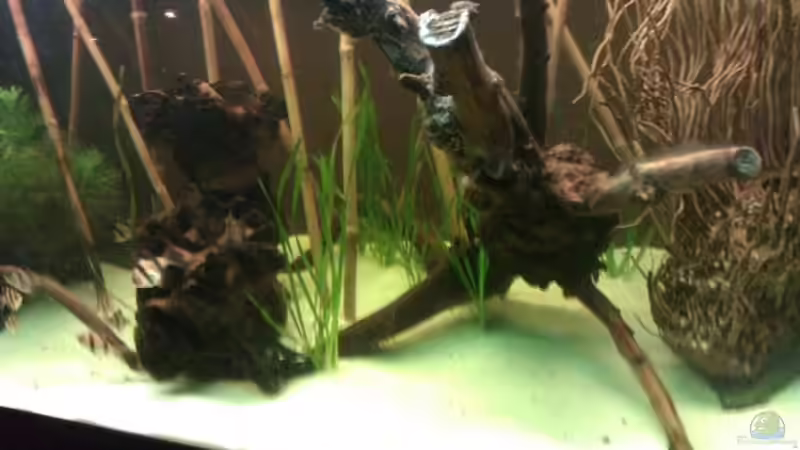 Dekoration im Aquarium Sumatrabecken von Xia (7)