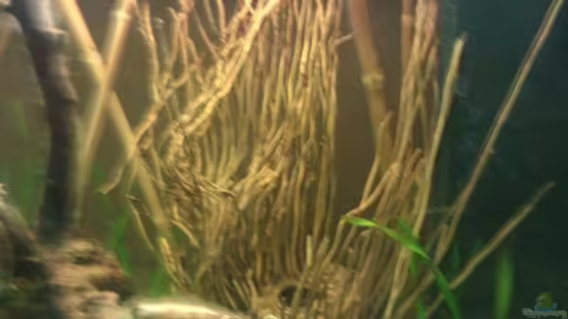 Dekoration im Aquarium Sumatrabecken von Xia (8)