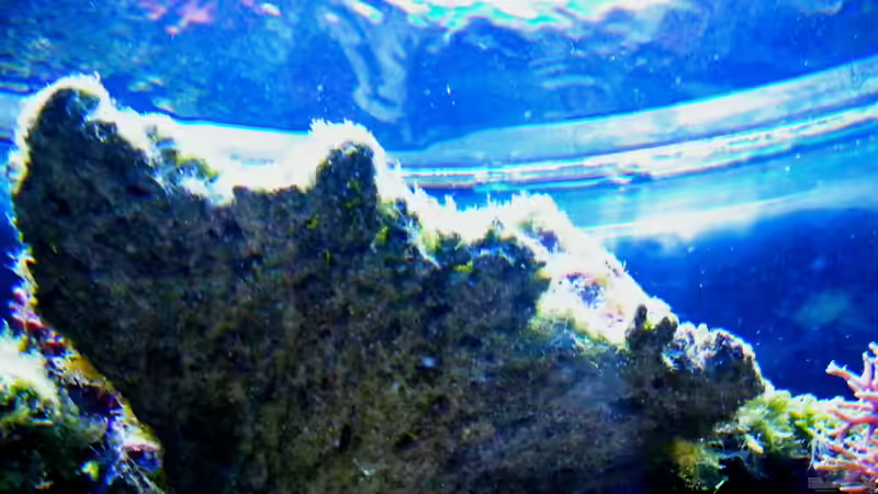 Dekoration im Aquarium Sunshine Coast von Malawigo (35)