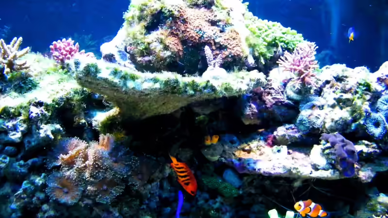 Dekoration im Aquarium Sunshine Coast von Malawigo (36)