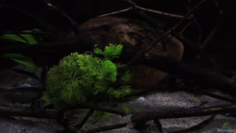 Dekoration im Aquarium Suvadee of South Asia von Florian Bandhauer (21)