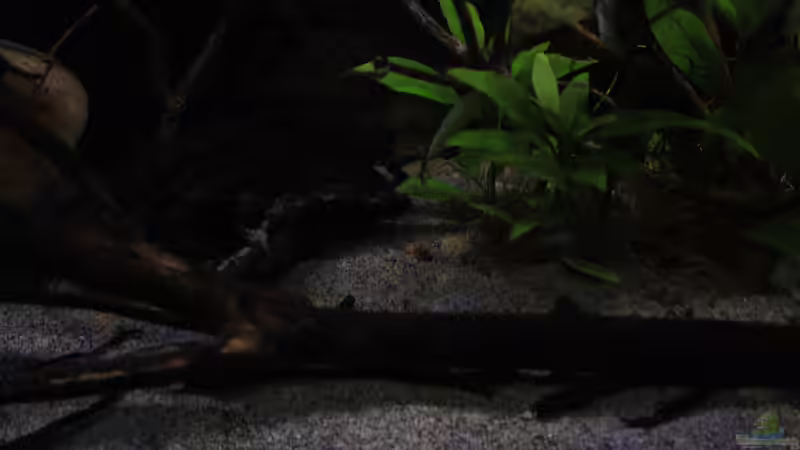 Dekoration im Aquarium Suvadee of South Asia von Florian Bandhauer (23)