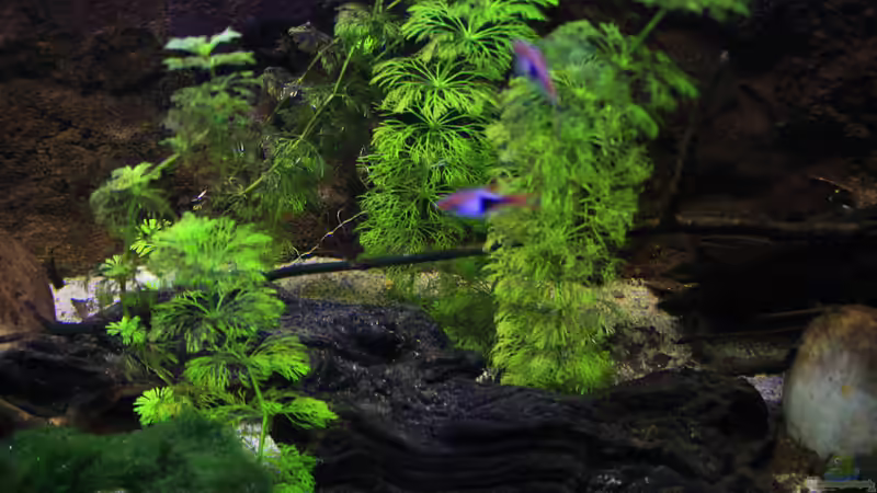 Dekoration im Aquarium Suvadee of South Asia von Florian Bandhauer (27)