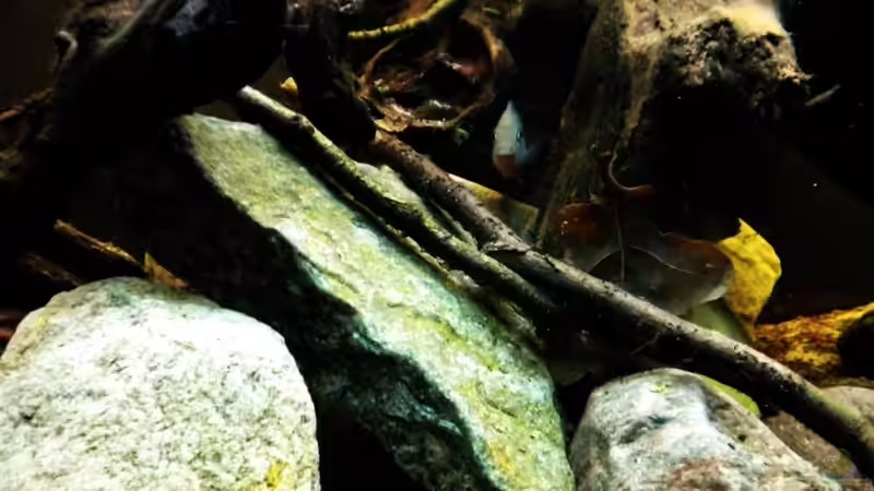 Dekoration im Aquarium Tabasco Fischland von Benjamin Hamann (20)