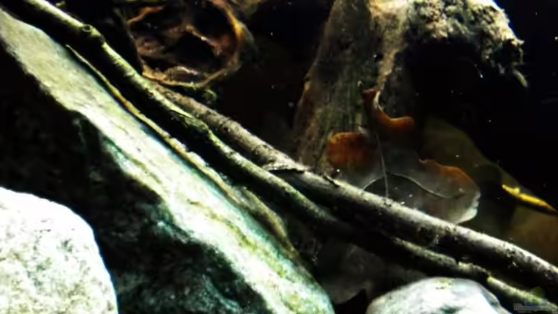 Dekoration im Aquarium Tabasco Fischland von Benjamin Hamann (21)