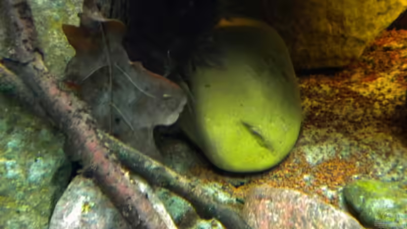 Dekoration im Aquarium Tabasco Fischland von Benjamin Hamann (23)