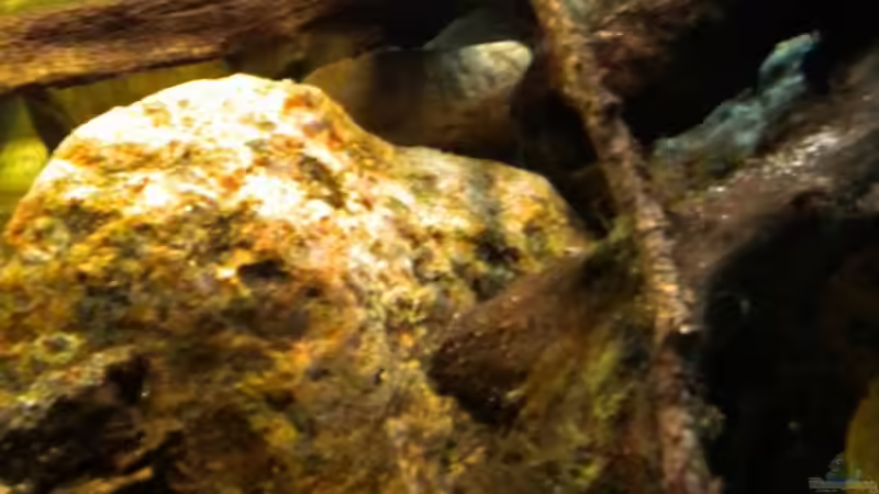 Dekoration im Aquarium Tabasco Fischland von Benjamin Hamann (24)