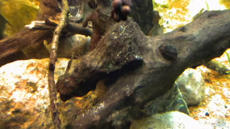 Dekoration im Aquarium Tabasco Fischland von Benjamin Hamann (25)